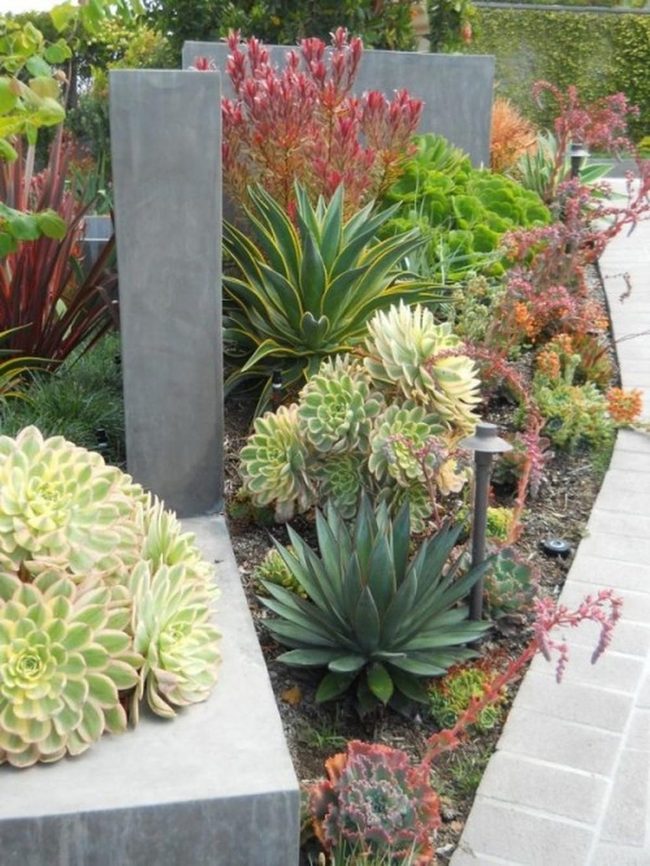 Colorful Succulents Against Concrete