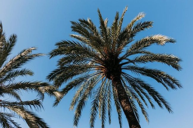 Single Trunk Desert Palm