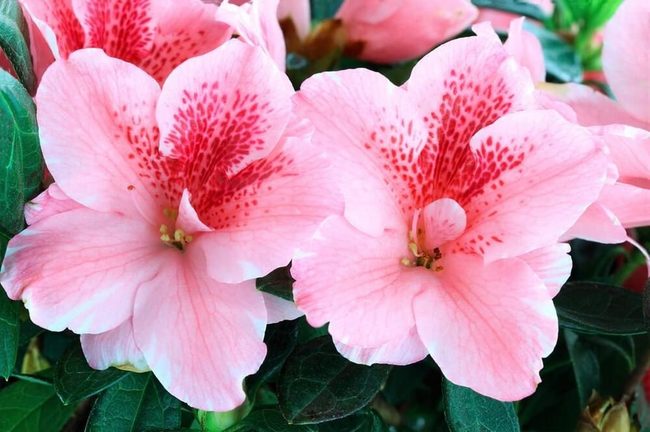 Glossy Azaleas Transform Shaded Corners