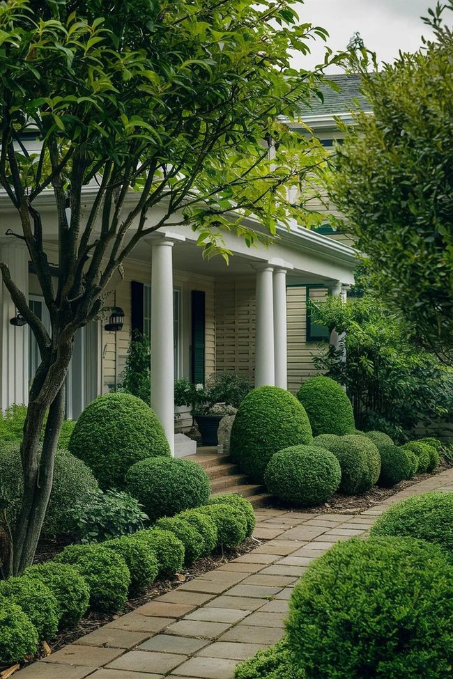 Dark Green Evergreen Shrub Beauty