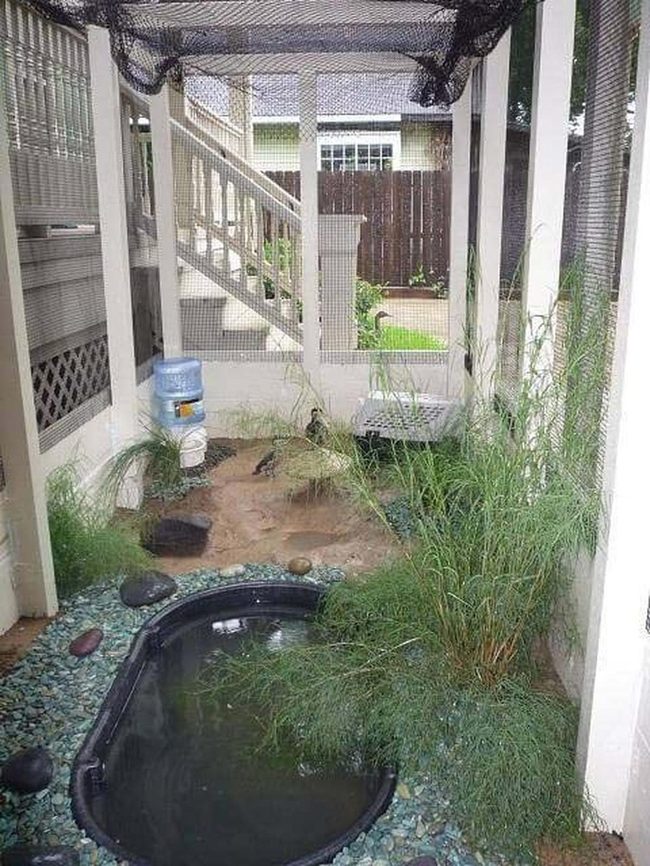 Backyard Ducks Fresh Eggs Daily