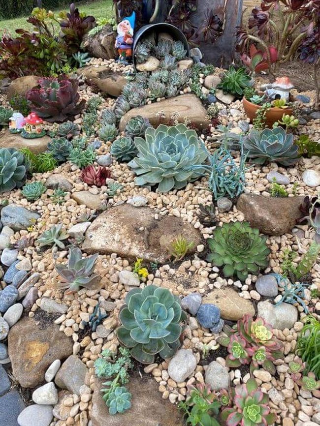 Stones And Succulents Year-Round