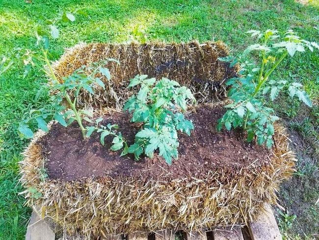 Straw Bales Grow Fresh Vegetables