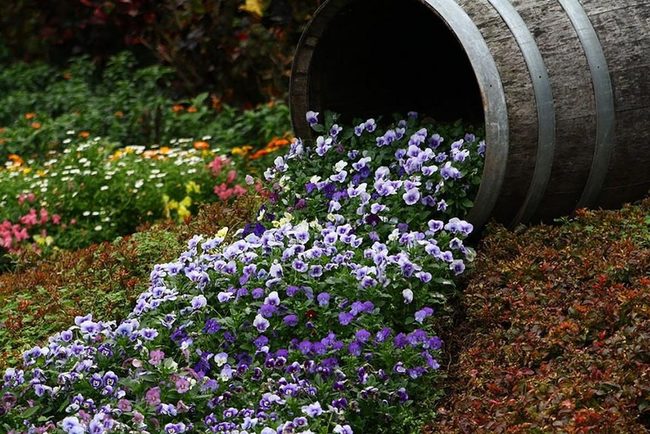 Wooden Barrel Overflowing Purple Pansies