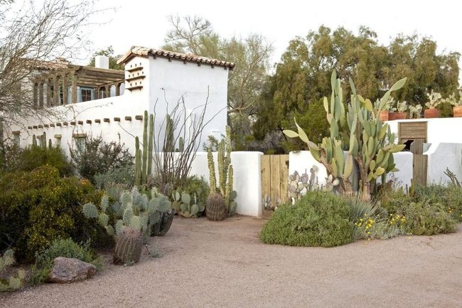 Spiky Cacti Meet Clay Walls