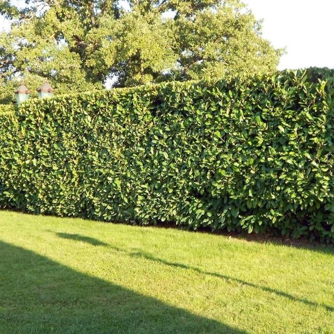 Green Hedge Private Garden