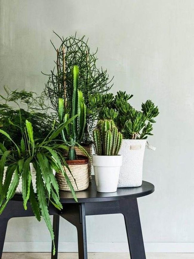 Green Plant Collection Indoor Display