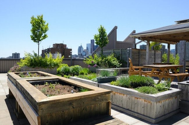 Urban Rooftop Herb Garden