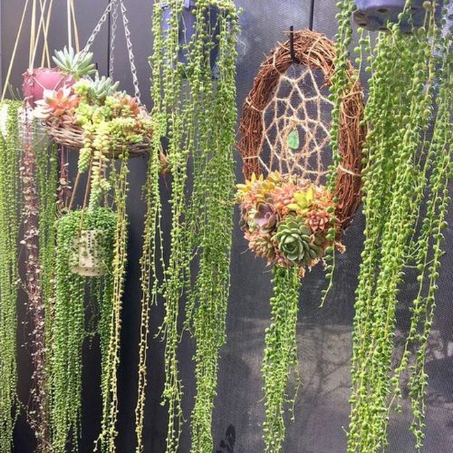 Cascading Succulents Transform Bare Walls