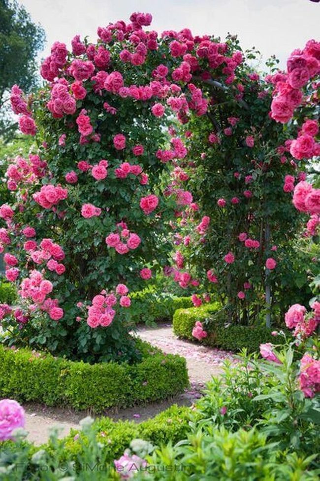Pink Rose Garden Archway