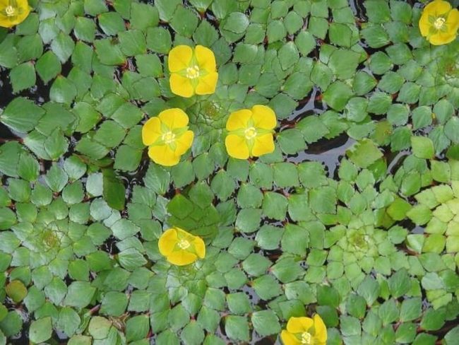 Geometric Patterned Aquatic Plant