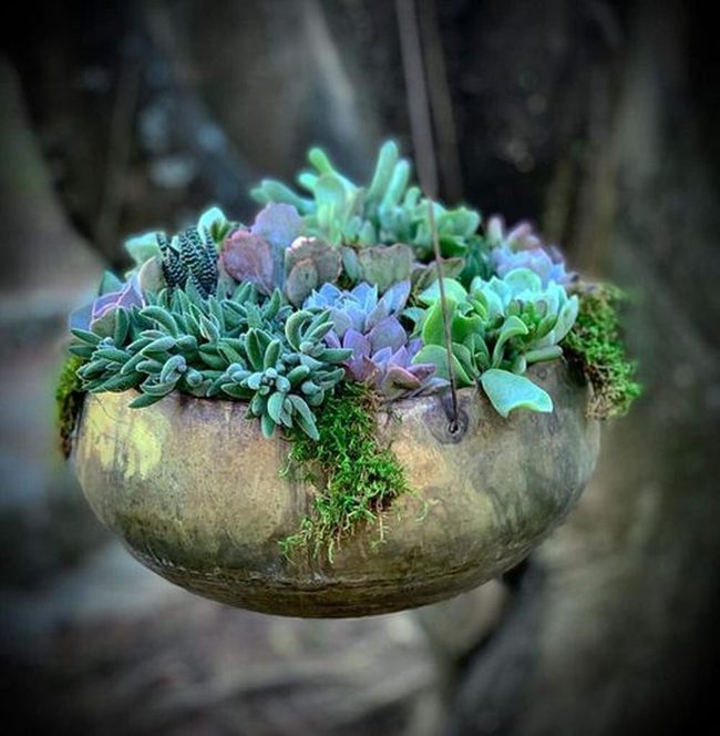 Hanging Succulents, Vivid Cascading Colors