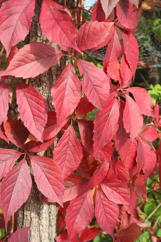 Red Climbing Vine Native Beauty
