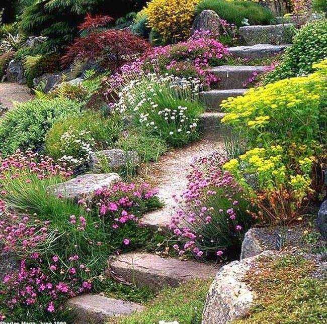 Colorful Succulents Native Plant Borders