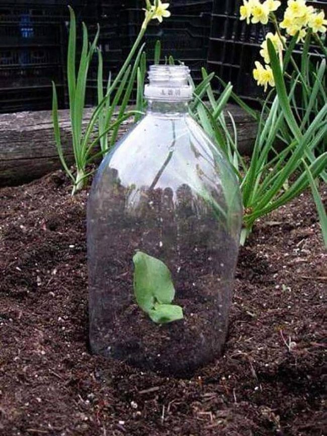 Plastic Bottle Plant Protector