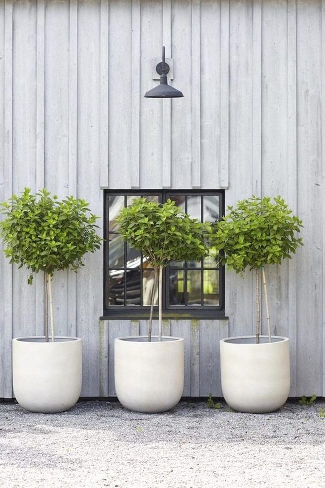 White Potted Trees Modern Minimalist