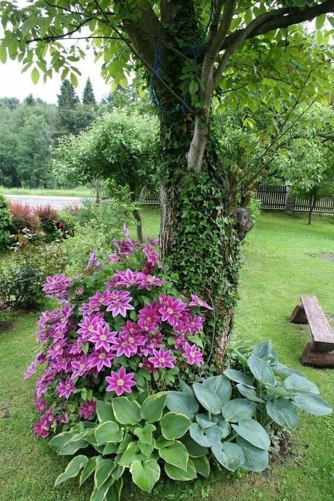 Ivy-Draped Trees Pink Blooms