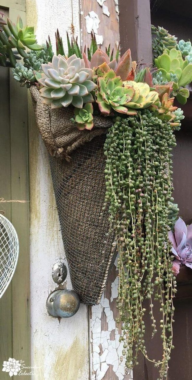 Succulents And Weathered Wood Porch