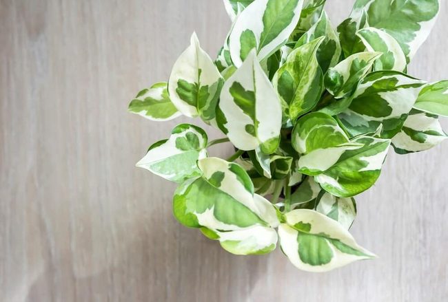 Marbled Green And White Foliage