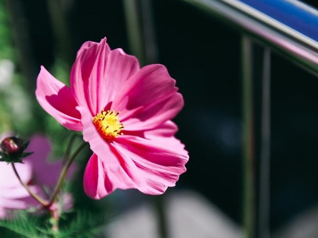 Cosmos Guard Your Veggie Garden