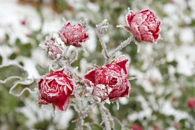 Frost-Damaged Jasmine Recovery Plan