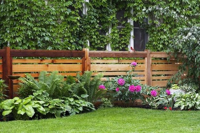 Peonies And Hostas Behind Wood Fence