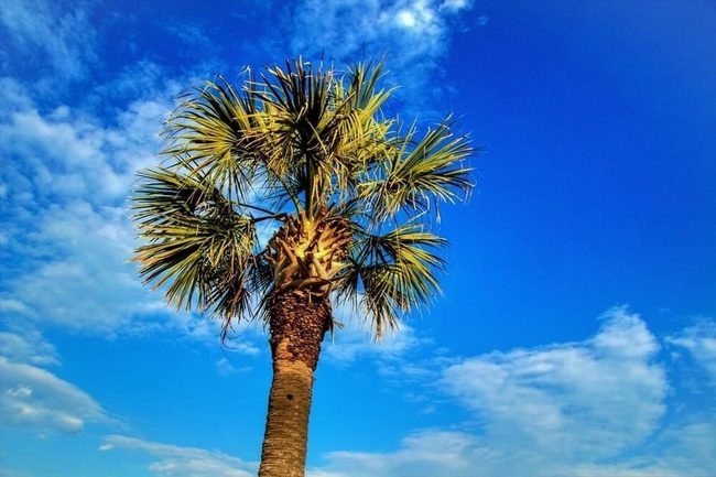 Tall Palmetto Trunks Cross-Hatch Pattern