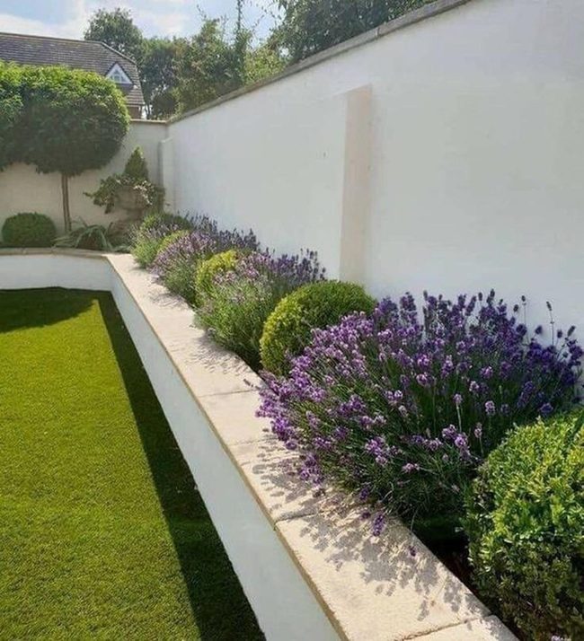 Purple Flowers Meet White Walls