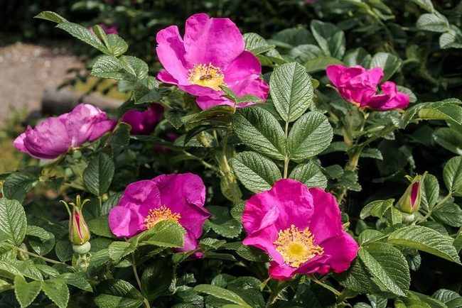 Purple Blooms And Orange Rose Hips