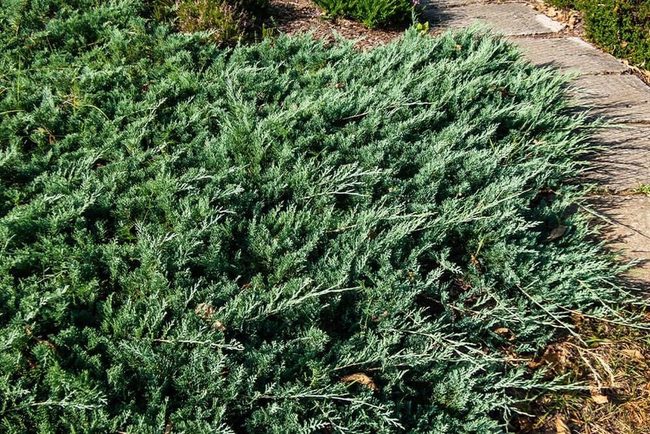 Light Blue Berries Low Spreading Juniper