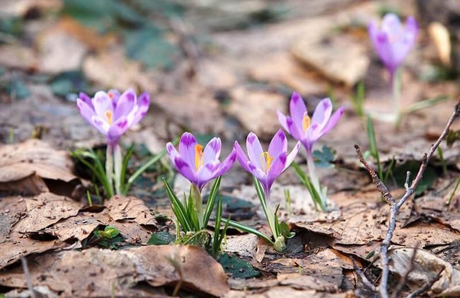 Purple And Yellow Spring Crocuses