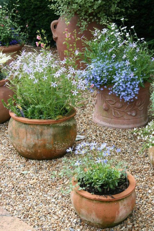 Terracotta Pots With Lavender Blooms