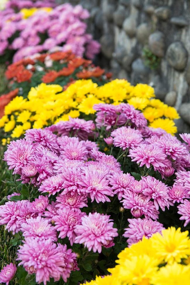 Late Season Garden Jewels
