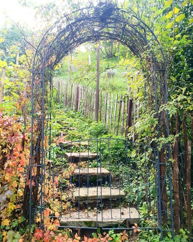Iron Gate With Climbing Vines