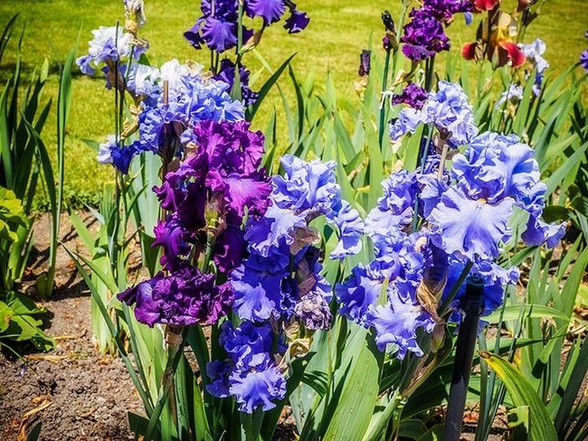 Ruffled Iris Petals Rainbow Colors