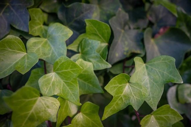 Light Green Ivy Fast Growing