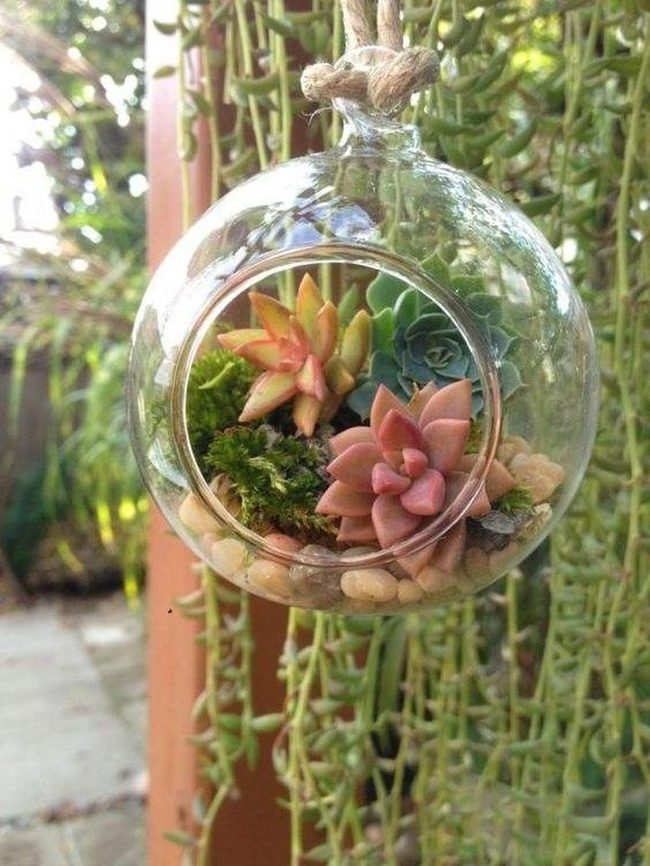 Hanging Glass Terrariums With Pink Succulents