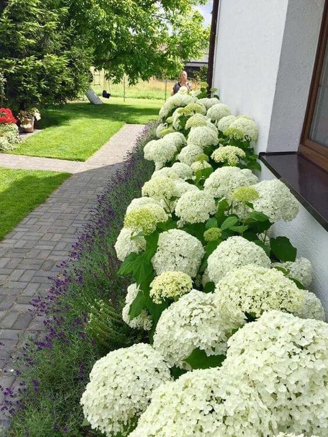 White Hydrangeas Line Cobblestone Path