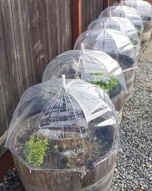 Clear Plastic Seedling Shelter