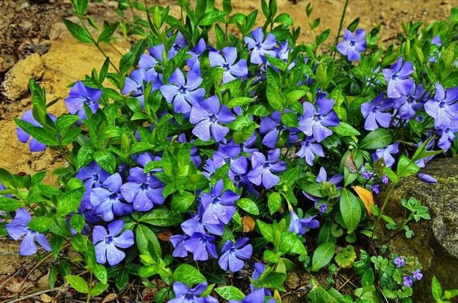 Periwinkle Purple Blooms Shade Garden