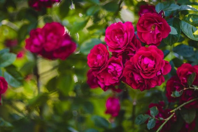 Roses Thrive With Sunlight And Drainage
