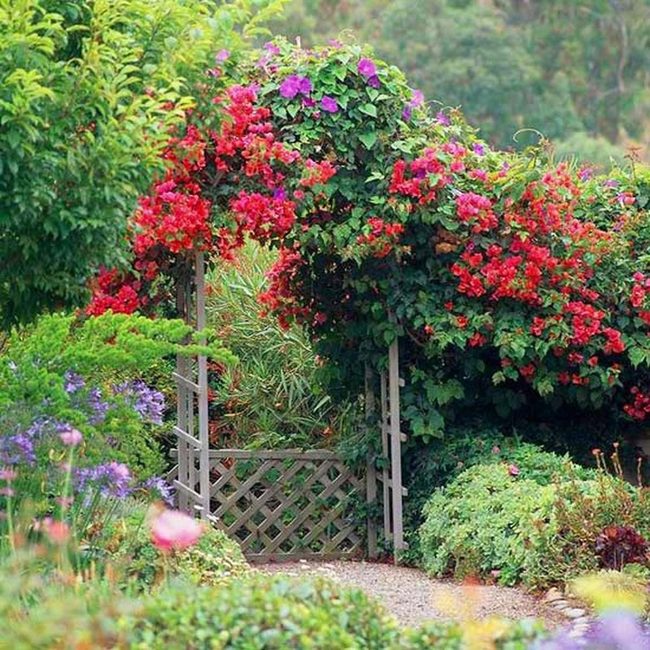 Flowering Arch Above