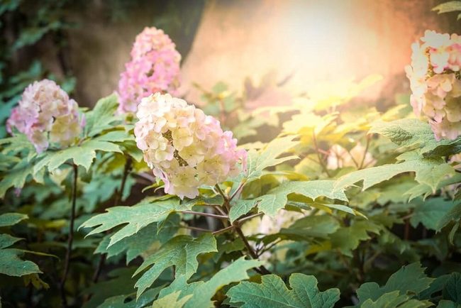 Oakleaf Hydrangea White Summer Blooms