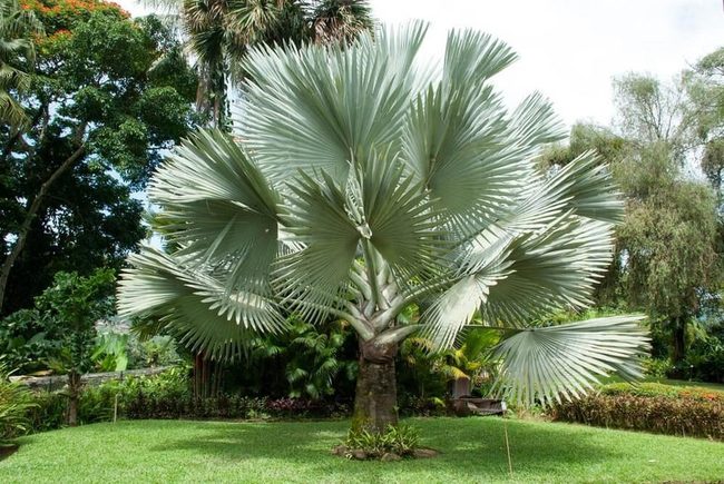 Silvery Blue Fan Palms Statement