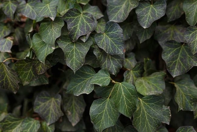 Light Green Trident-Shaped Ivy Leaves