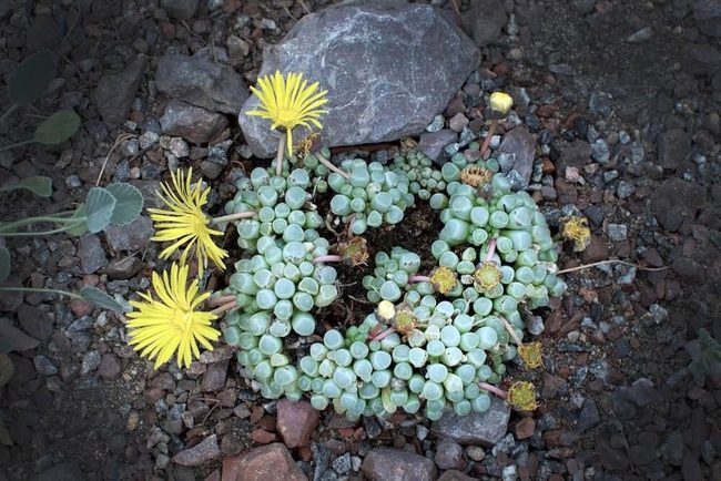 Daisy Flowers Above Tiny Toe Leaves