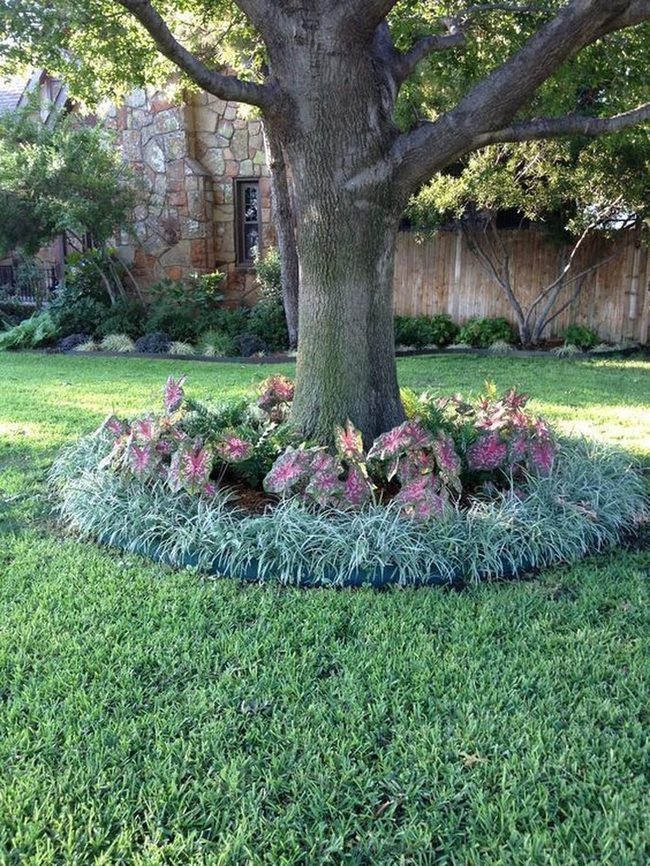 Pink-Leafed Trees Frame Manicured Lawns