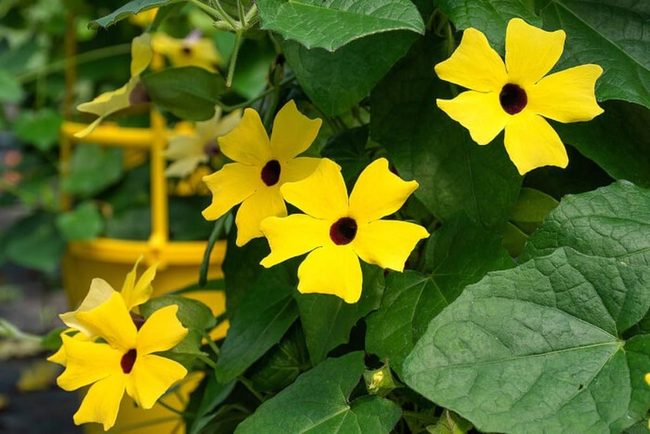 Golden Yellow Cascading Flower Vine