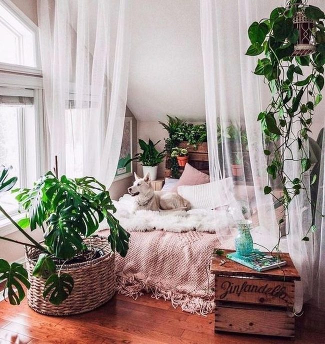 Pink Blanket Sunlit Dog Bedroom