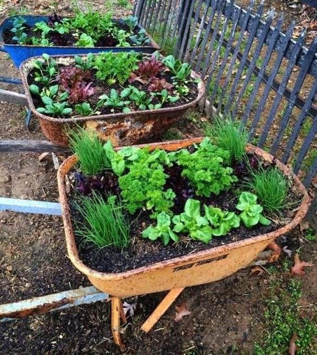 Weathered Wheelbarrows As Mobile Planters